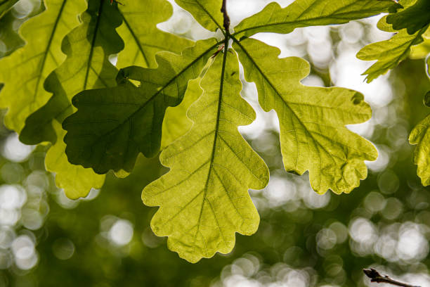 istock Beautiful young leaves in the sunshine 1155501024