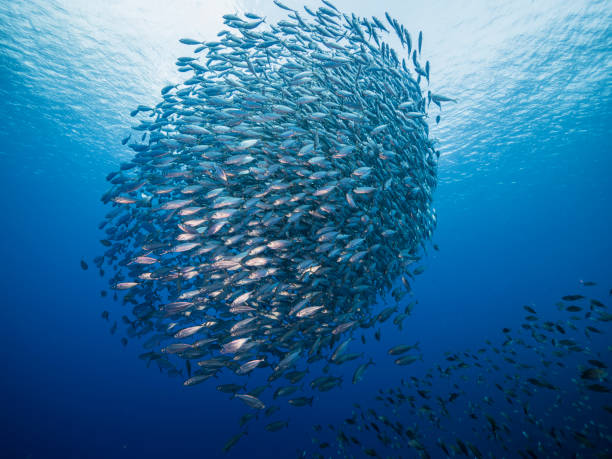 Bait ball in coral reef of Caribbean Sea around Curacao stock photo
