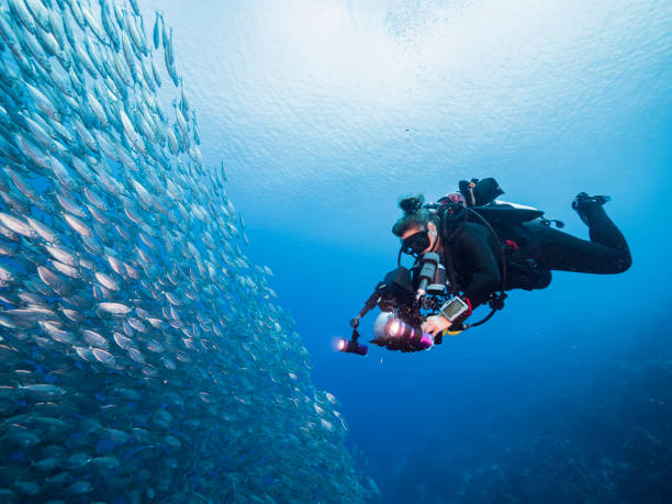 Diver and Bait ball in coral reef of Caribbean Sea around Curacao stock photo