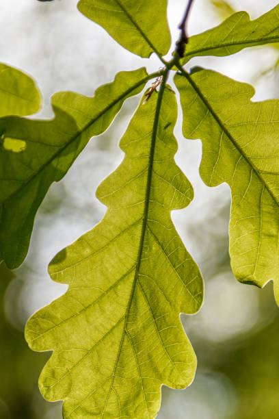 istock Beautiful young leaves in the sunshine 1155502966
