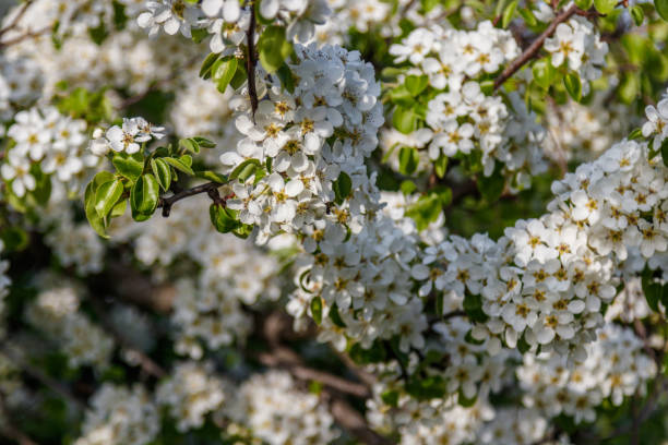 istock Beautiful spring blossoming tree branches with white flowers macro 1155503098