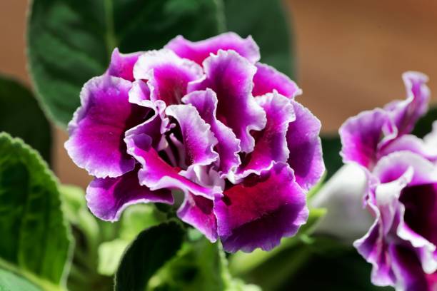 rosa und weiße blume eines gloxinia - gloxinia stock-fotos und bilder