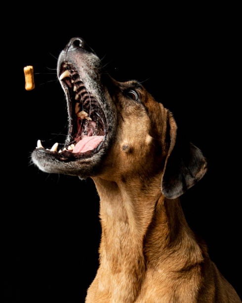 犬の面白い顔 - photography portrait fine art portrait dog ストックフォトと画像