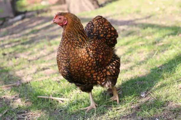 Free-living chicken American Wyandots
