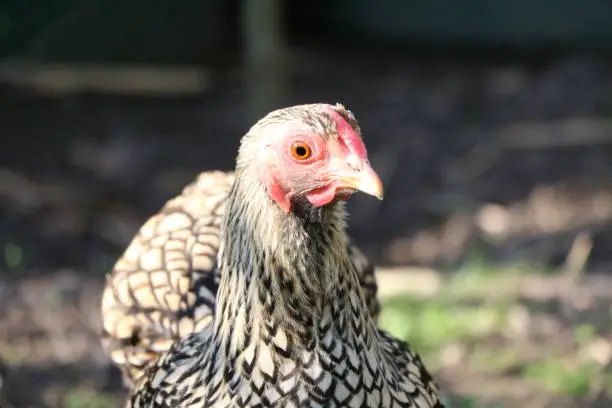 Free-living chicken American Wyandots