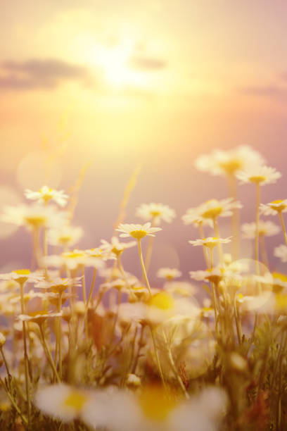Art abstract  natural background; summer sunny meadow