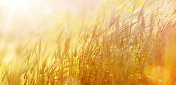 istock Art abstract  natural background; summer sunny meadow 1155508562