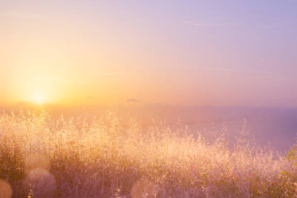 art abstract  natural background; summer sunny meadow - tranquil scene fotos imagens e fotografias de stock