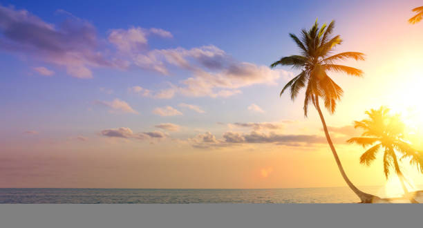 istock summer  vacation background; Palm tree on a tropical beach sunset 1155508658