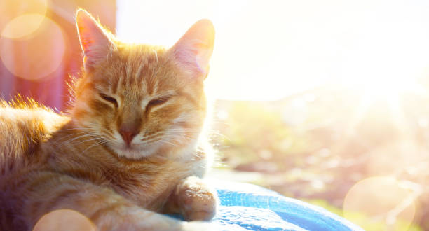 verão relaxar;  gato feliz recebe prazer basking no sol de verão - white domestic cat ginger kitten - fotografias e filmes do acervo