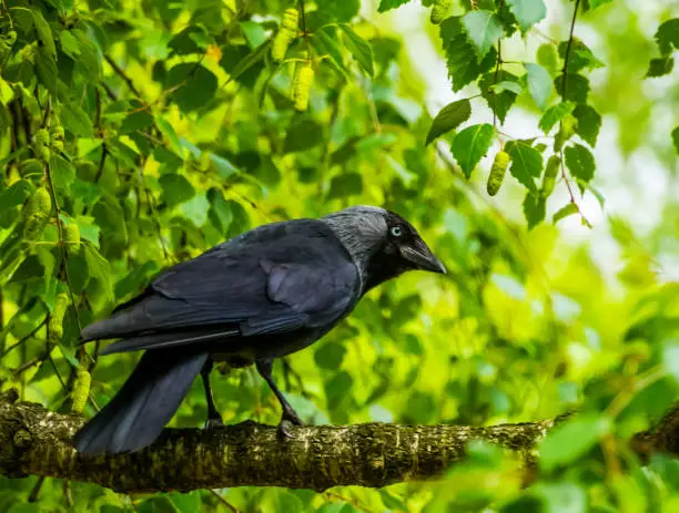 Photo of closeup portrait of a black crow sitting on a tree branch in a tree, Nature background, common cosmopolitan bird species