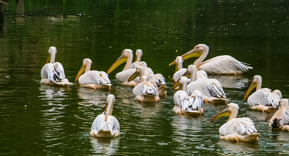 flock of great white pelicans together in the water, common aquatic bird specie from Eurasia