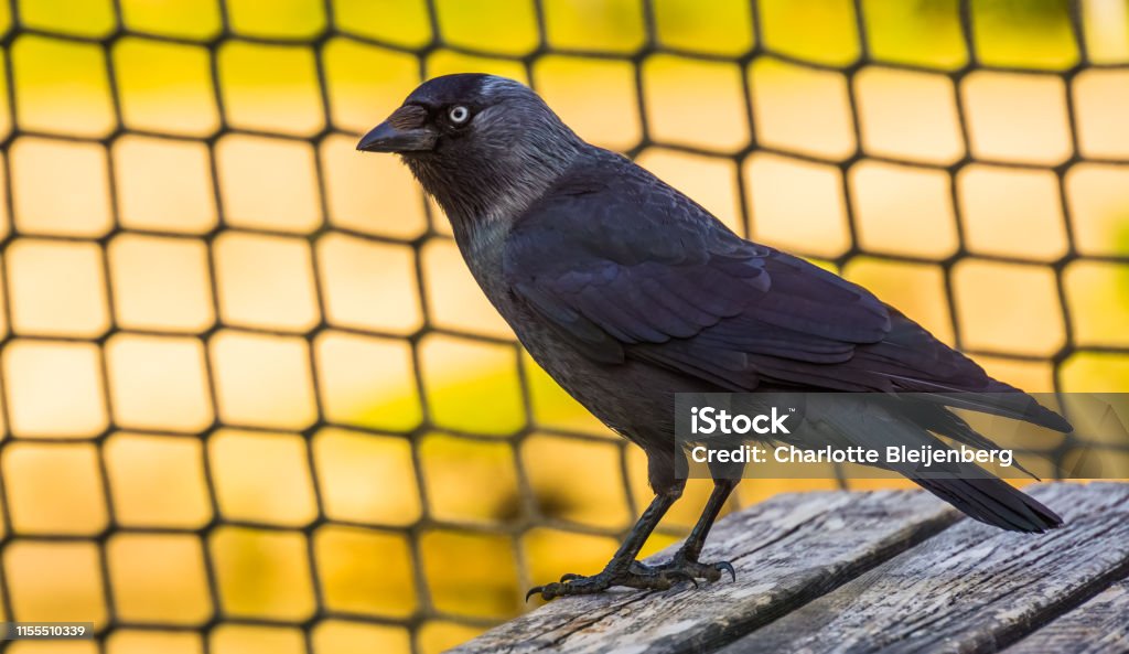 Nahaufnahme Porträt einer schwarzen Krähe, gemeinsame kosmopolitische Vogel-Spezies - Lizenzfrei Ast - Pflanzenbestandteil Stock-Foto