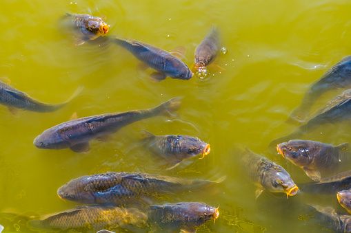 big shoal of common carps swimming together and coming above the water with their mouths, common fish specie from Europe
