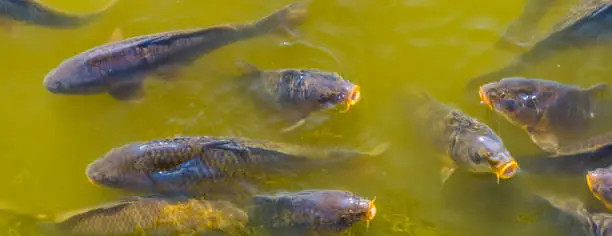 Photo of closeup of common carps swimming in the water, hungry fishes coming with their mouths above the water, popular fish specie from Europe