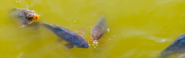 Photo of group of common carps coming above the water with their mouths, common fish specie from Europe