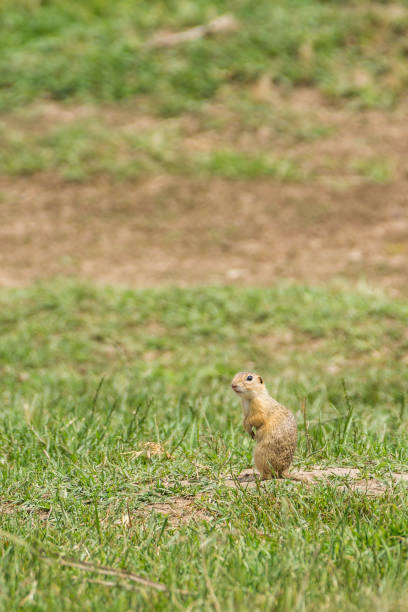 istock wild european ground squirrel (Spermophilus citellus) in alert posture 1155511661