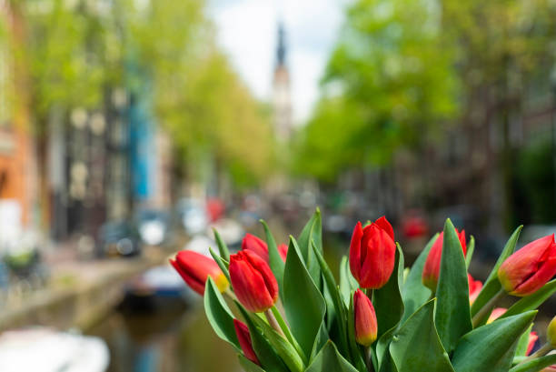 istock Close-up view of red tulips bouquet 1155513080