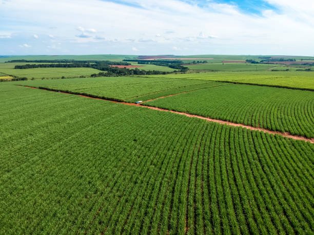 green sugar cane field on sao paulo state, brazil - nobody aerial view landscape rural scene imagens e fotografias de stock