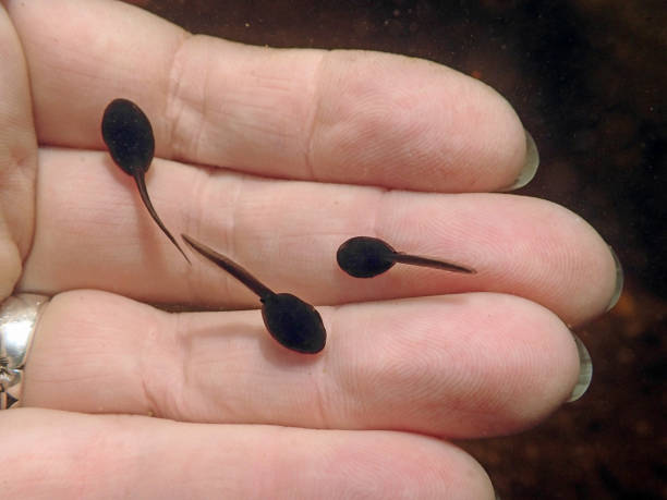 underwater photo of tadpoles on the hand of a woman - tadpole frog human hand young animal imagens e fotografias de stock