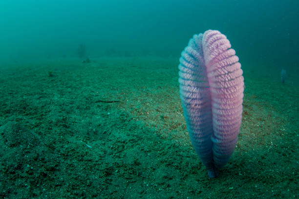 A purple sea pen catches plankton as it grows out of a sandy slope in Komodo National Park, Indonesia. Sea pens are often found in sandy habitats where there is current.