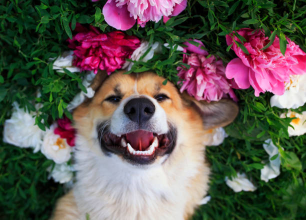 hermoso retrato de un perro cachorro lindo "u200b"u200bcorgi se encuentra en un prado verde natural rodeado de hierba exuberante y flores de peonía fragante rosa y en rosas blancas y sonriendo felizmente - dog smiling animal tongue pink fotografías e imágenes de stock