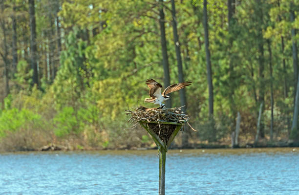 istock Osprey Coming in for a Landing on its Nest 1155517582
