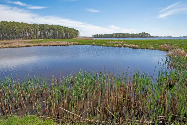 Photo of Forest, Wetland Marsh, and Spring Growth in the Marsh Grass