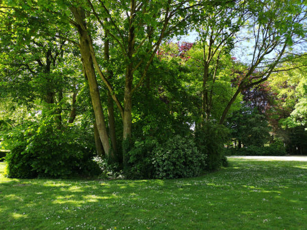 istock Trees and vegetation in a beautiful park in Bruges 1155517779