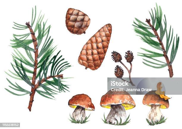 Forest Set With Pine Branches Cones And Cep Mushrooms Stock Illustration - Download Image Now