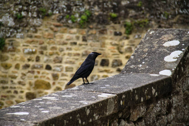 istock black crow leaning on cornice and with stone wall in the background 1155519941