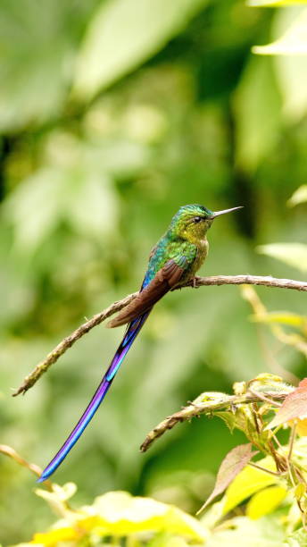 istock Violet-tailed sylph hummingbird 1155521080