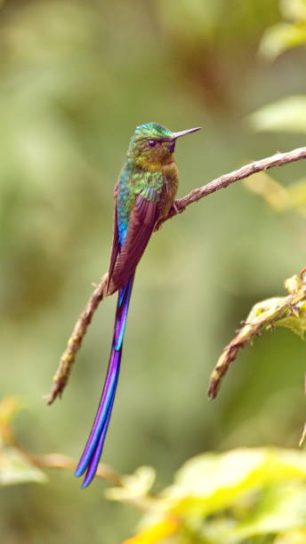istock Violet-tailed sylph hummingbird 1155521196