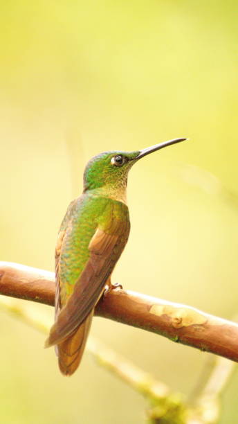 istock Fawn-breasted brilliant hummingbird 1155521428