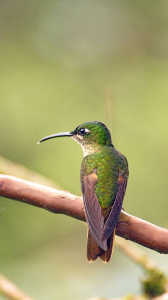 istock Fawn-breasted brilliant hummingbird 1155522551