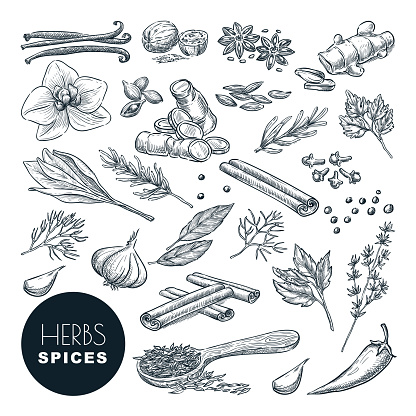 Spices and herbs set. Vector hand drawn sketch illustration, isolated on white background. Cinnamon, pepper, anise, clove, ginger, cooking icons and design elements.