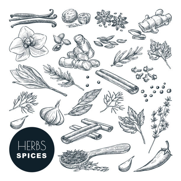 Spices, herbs set. Vector hand drawn sketch illustration, isolated on white background. Cooking icons, design elements. Spices and herbs set. Vector hand drawn sketch illustration, isolated on white background. Cinnamon, pepper, anise, clove, ginger, cooking icons and design elements. cardamom stock illustrations