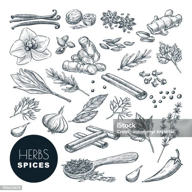 Spices Herbs Set Vector Hand Drawn Sketch Illustration Isolated On White Background Cooking Icons Design Elements Stock Illustration - Download Image Now