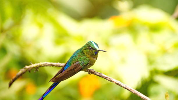 istock Violet-tailed sylph hummingbird 1155523856