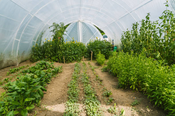 istock Plants growing in greenhouse by day 1155524722
