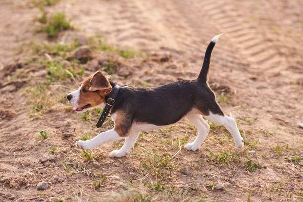 istock Beagle puppy, running on the sand 1155524821