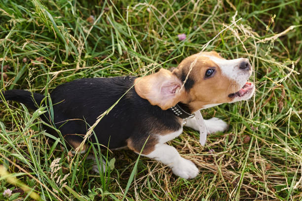istock Beagle puppy, with funny wrapped ear,sitting on the grass 1155524921