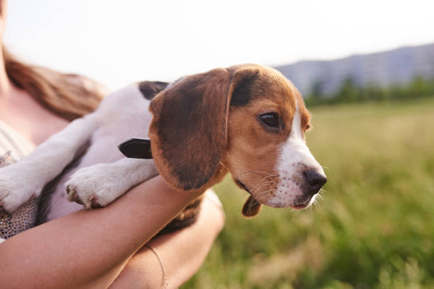 istock Beagle puppy at the hands of man 1155525655