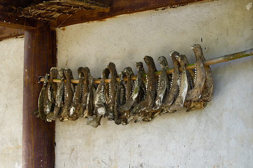 Jaws of animals hanging in a village of Yunnan, China. The famous terraced rice fields of Yuanyang in Yunnan province in China