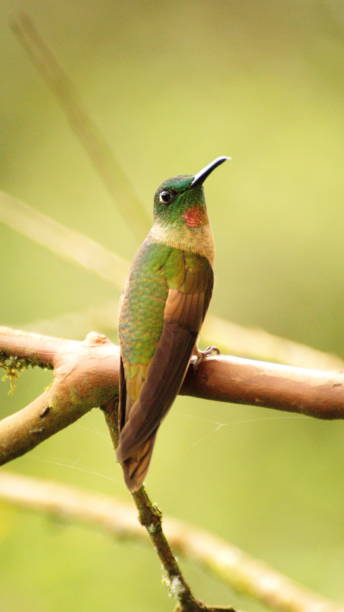 istock Fawn-breasted brilliant hummingbird 1155525962