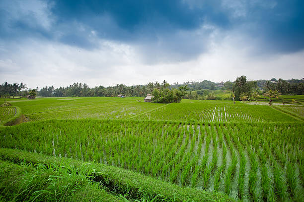 Rice field stock photo