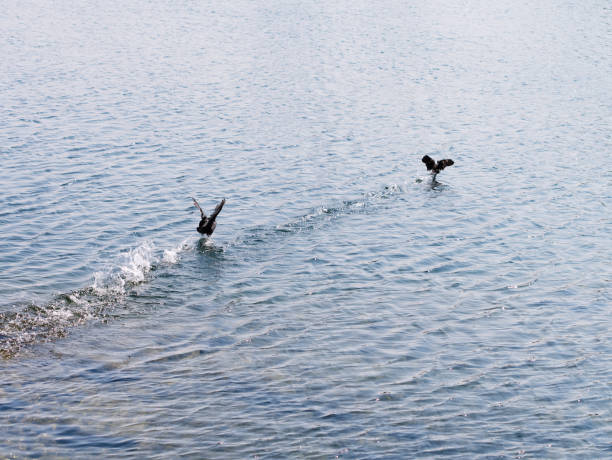 istock Two birds flying above the water surface 1155527009