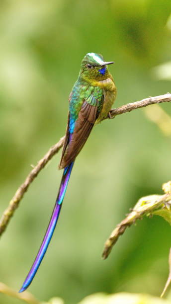 istock Violet-tailed sylph hummingbird 1155527017