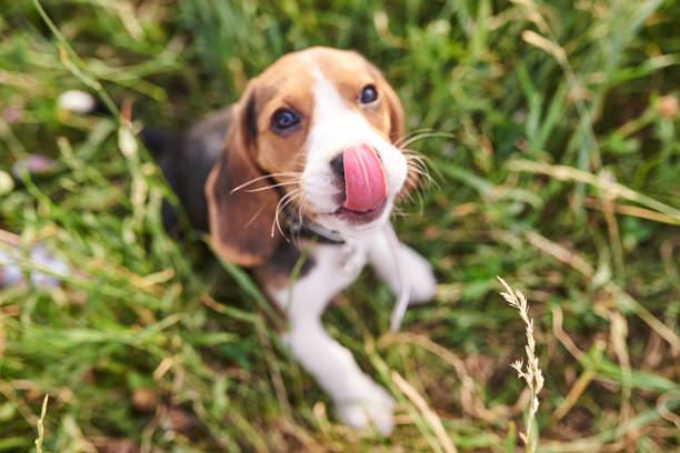 Beagle puppy, sitting on the grass with his tongue sticking out, looks up, selective focus stock photo