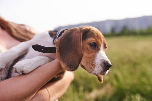istock Beagle puppy on his hands 1155527303